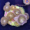 Mixed Zoa Far