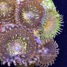 Mixed Zoa Close