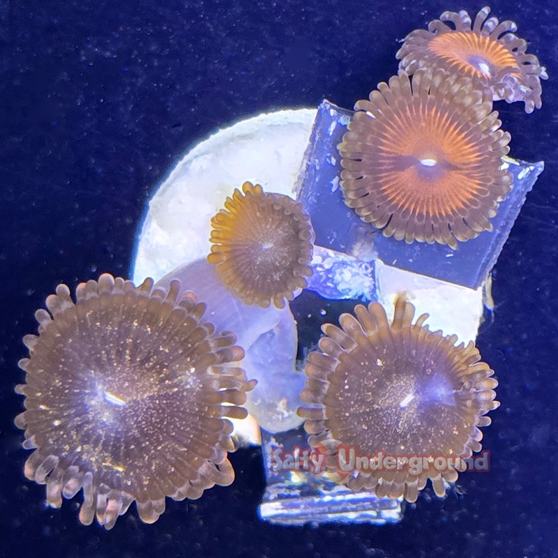 Mixed Zoa Far