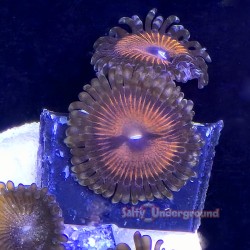 Mixed Zoa Orange