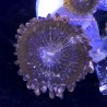 Mixed Zoa Purple