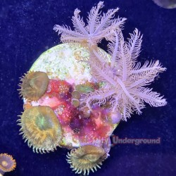 Zoanthid and Anthelia