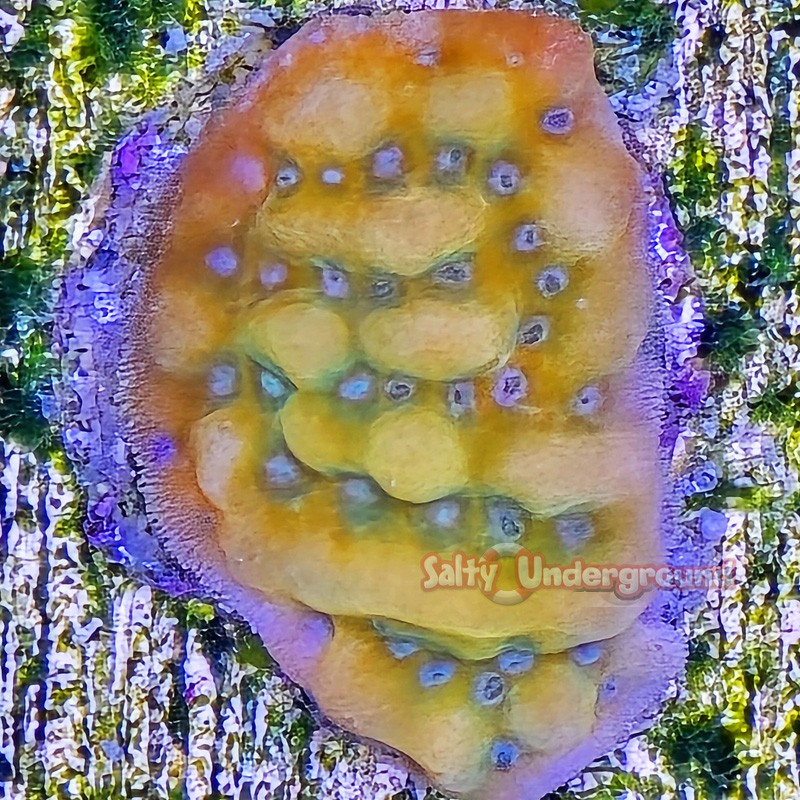 Kung Pao Montipora Close