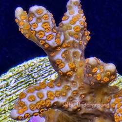 Peach Montipora Close