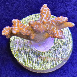 Peach Montipora Far