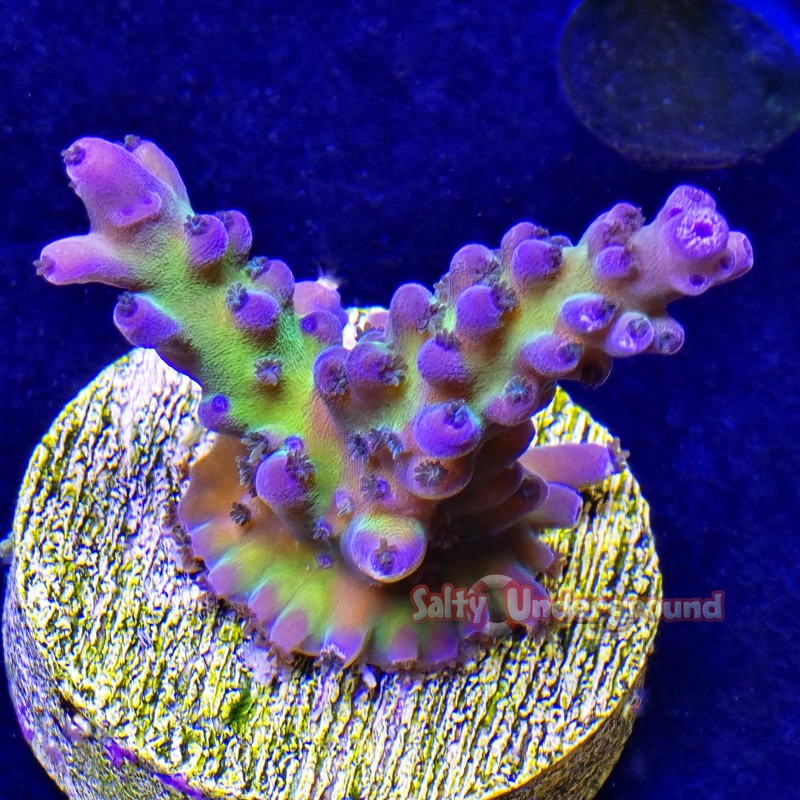 Grape Ape Acropora Close