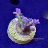 Grape Ape Acropora Far