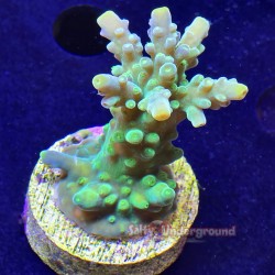 Kermit the Frog Acropora Far