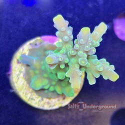 Kermit the Frog Acropora SDC