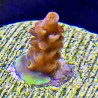 Orange Creamsicle Acropora Close