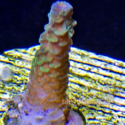 Red Planet Acropora Close