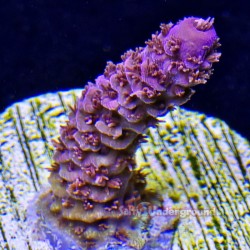 Diablo Acropora Close