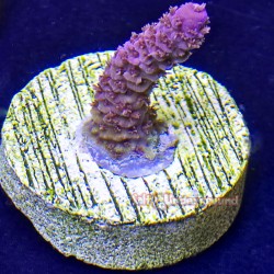 Diablo Acropora Far