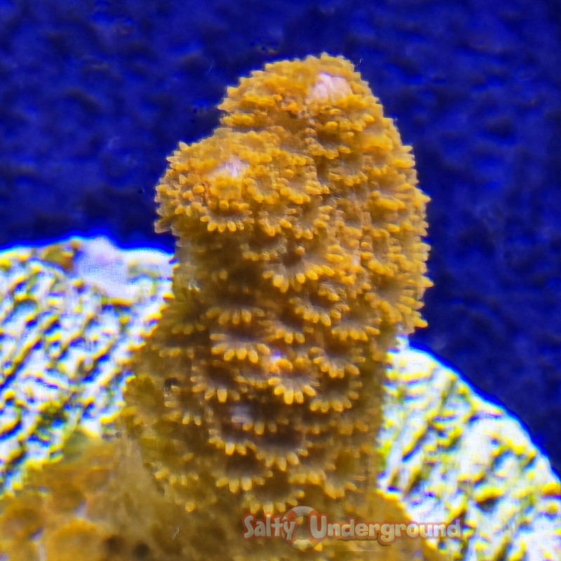 Orange Montipora Digitata Close