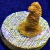 Orange Montipora Digitata Far