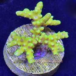 Electric Lemonaid Anacropora Far