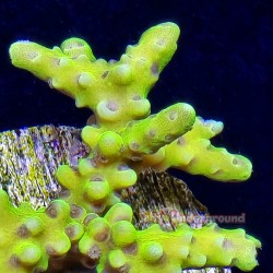 Electric Lemonaid Anacropora SDC