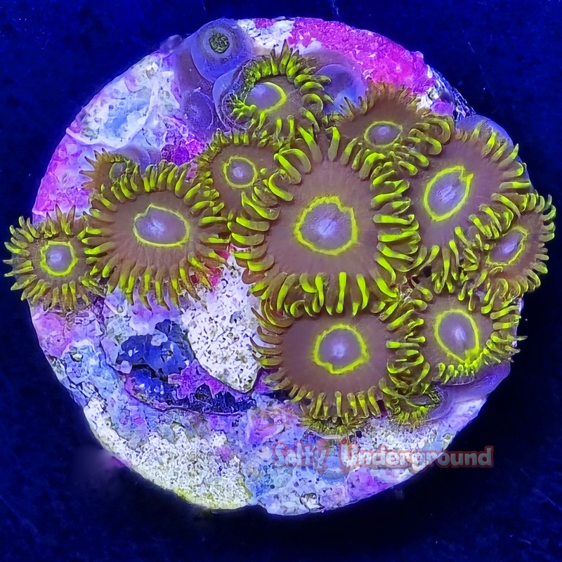 Blue Hornet Zoa Far