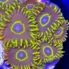 Blue Hornet Zoa Close