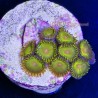 Neon Green Zoa Far