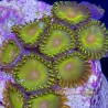 Neon Green Zoanthid