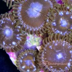 Mystique Zoanthid Close