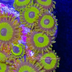 Mean Green Zoanthid