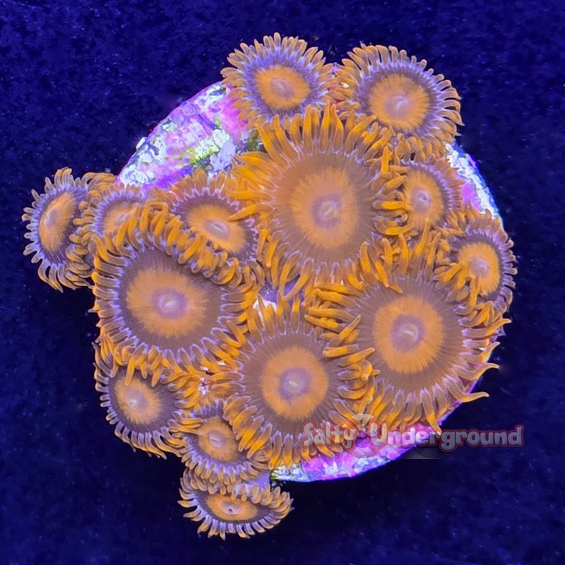 Orange Oxide Zoa Far