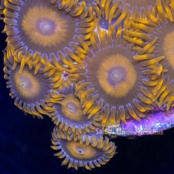 Orange Oxide Zoanthid