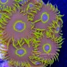 Purple Hornet Zoa Close