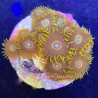 Purple Hornet Zoanthid