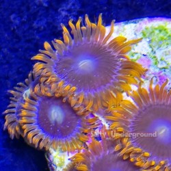 Xmen Zoanthid