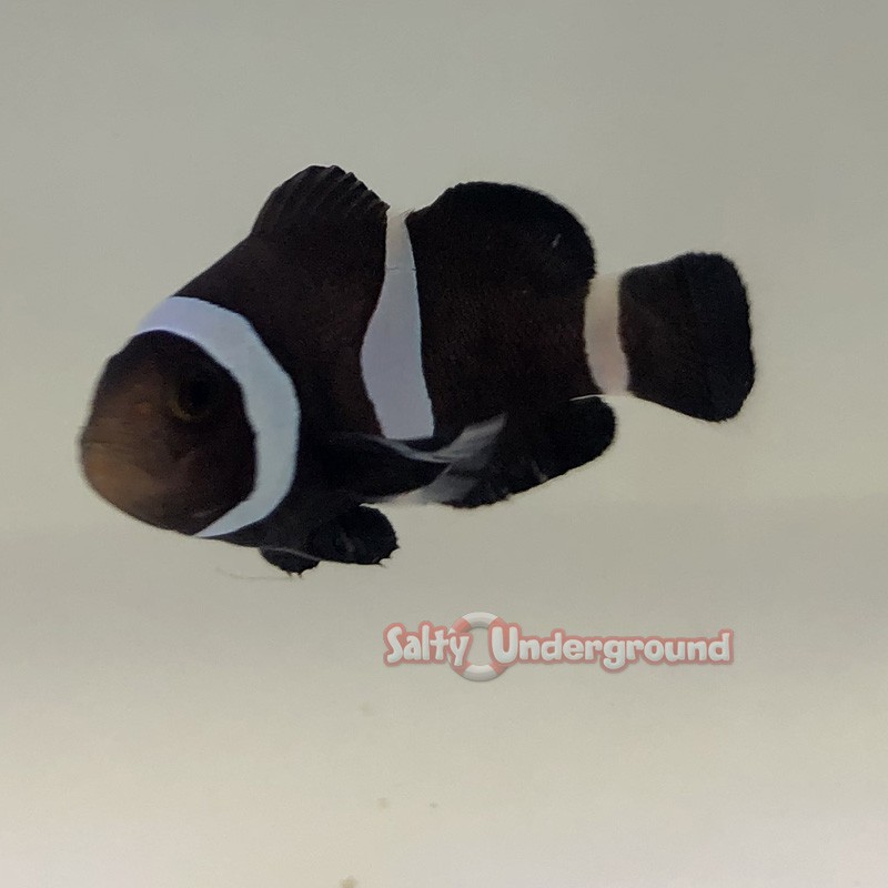 Black Darwin Ocellaris Clownfish Aquacultured