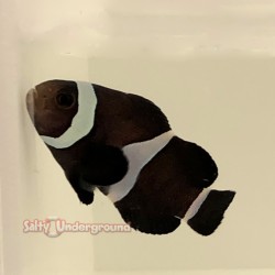 Black Darwin Ocellaris Clownfish Aquacultured