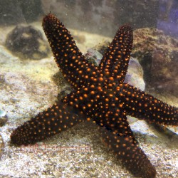 Florida Common Starfish top