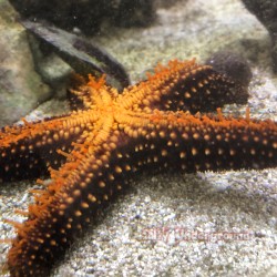 Florida Common Starfish 2