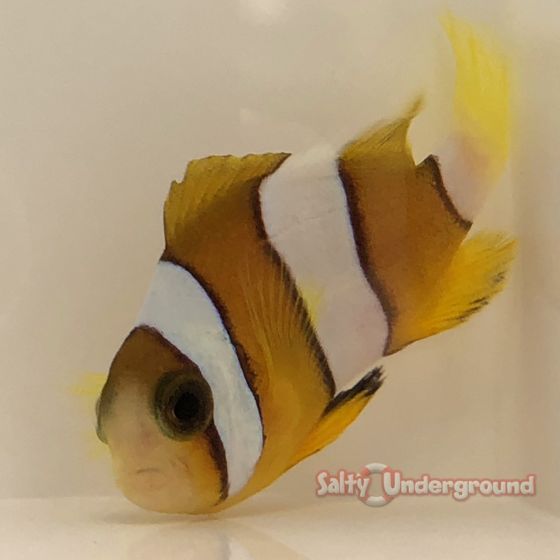 Two Banded Clownfish