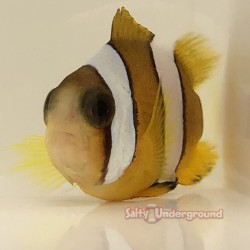 Two Banded Clownfish