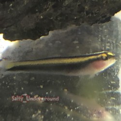 Yellow Line Cleaner Goby