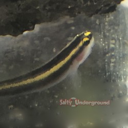 Yellow Line Cleaner Goby full