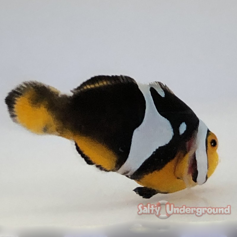 Cinctus Clownfish-Captive Bred