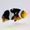 Cinctus Clownfish-Captive Bred