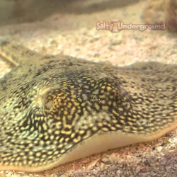 Yellow Stingray