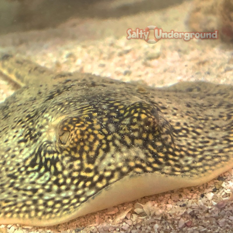 Yellow Stingray