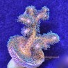 Green Pocillopora Full Plug