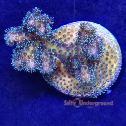 Green Pocillopora Far