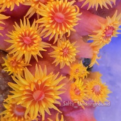 Sun Coral   3-4 inches