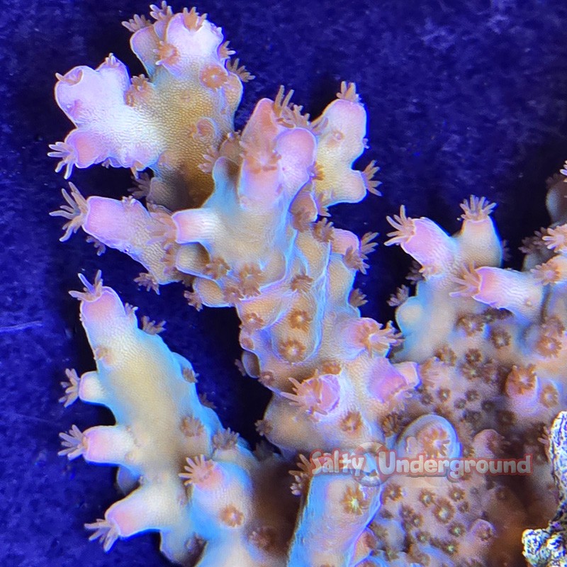 Blood Diamond Acropora Close Up