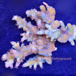 Blood Diamond Acropora Far