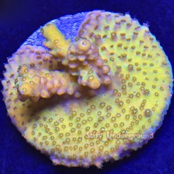 Green Gem Acropora Far